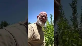Asian Fruit borers, bark borers, peach tree borer, June bug damage to fruit trees