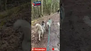 Dog Trail #2: Невский лесопарк #huskyvideo #siberianhusky #ездовойспорт #huskyvlog #sport #тренировк