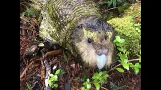 December 2019 Stint with the Kakapo Recovery Team - Anchor Island