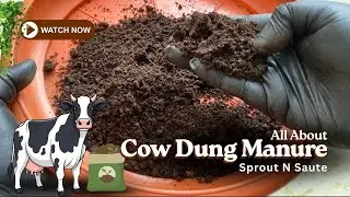 All About Cow Dung Manure | Why I Use @ugaoo Cow Dung Compost for My Plants 🪴 | Benefits + Tips