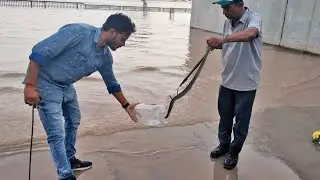 #ahmedabadriverfront and saw a big #cobra #snake 🐍Snake vs Eagle #eagle #snakewar #indianfamilyvlog
