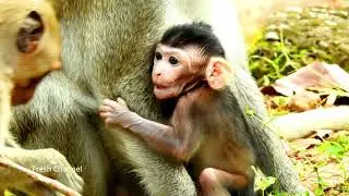 Janna Today, Cute Baby Monkey Janna