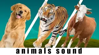 Sounds of wildlife animals, familiar animals: cats, dogs, horses, Elephants, cows, - Part 1