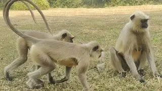Dekho khet ke beech kitne saare langur, unka behaviour dekho | Sundar scene 🐒🌾