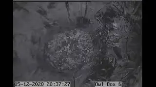 PixCams Owl Box 6 Live Stream