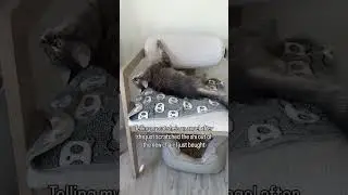 POV: your cat scratches your new furniture but she is still your little angel