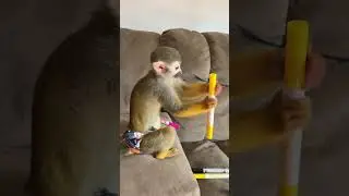 Markers Are Fun! #schoolsupplies #school #monkey