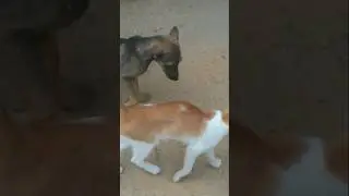 cute cat lovely moments😻 fighting 🐈 lovely mood 🐈#cat videos#trending#shorts#viral #animal