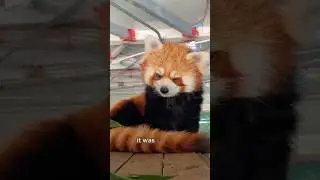 The angry red panda needs to be coaxed.#shorts #animals #redpanda #cute