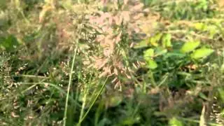 Xolo Q700i HD 720p Camera Sample Video