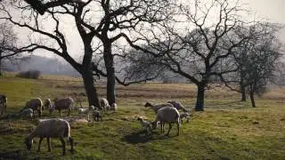 Organic sheep farm, Auvergne France