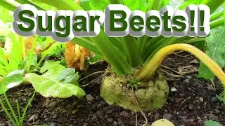 Successful Sugar Beet Reveal!!!