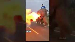 elephant video 📷#elephant #funny #comedy #shortsfeed