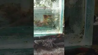 🔥 2026 New Update | My All Guppy Female Collection 🐠😍 | Super Healthy & Colourful Guppies 🔥