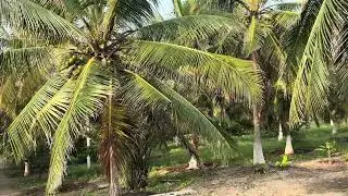 🌴🛣️ அழகான farm house 🏡 உடன்  6.5  ஏக்கர் தோப்பு, 2 லட்சம் மாத வருமானம், தீராத தண்ணீர் 💦,Town அருகில்
