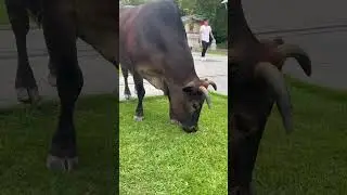 FRIENDLY COW #cow #bigbuddha #hongkong