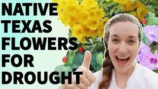 Drought tolerant Texas wildflowers (plant this, not that)