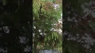 大家一起來大安森林公園走走逛逛吧👀看這幾隻落羽松，葉子都變紅色了。真是太可愛啦。