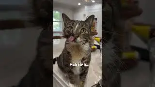 Figgy 😋 #cutepets #petcompilation #petshorts #puppyvideos #dog #animal #pet #pets #animals #cute