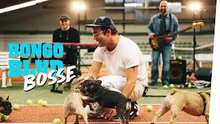 Bosse live mit Cello, französischen Bulldoggen-Welpen und vielen Überraschungen