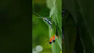 Apexel 100mm Super Macro Lens Photography 🔥😍 #nature #macrolens #macrophotography #mobilephotography