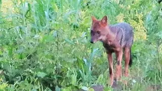 jackal fox | jackal searching food | jackal sound | jackal howling #fox #jackal  #wildlife #jackals