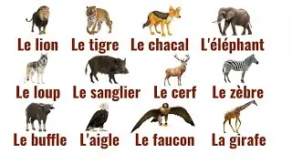 🇫🇷 Los animales salvajes en francés con imágenes ✍️