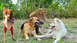 SokYaa Angry OG Seriously, Top Funny Animals
