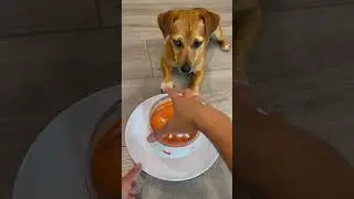 Slow Feeder for Dogs
