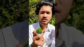 Ricinus The poisonous plant ☘️😱😱😱🤔🤔 #shorts #short #shortvideo #plants #guinnessworldrecords