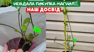МАГНОЛІЯ ДЖЕНІ - невдала покупка в інтернет магазині Господар.
