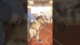 Tricampe&atilde;o Mundial pela AQHA - Mr Fritz Wood