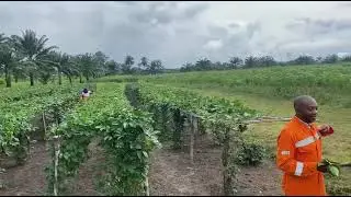Oando CSR Farmland where cured compost has been applied in Omoku, PHC, Rivers State