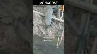 @AfricanWildlifeFacts101 #mongoose #africa #shorts