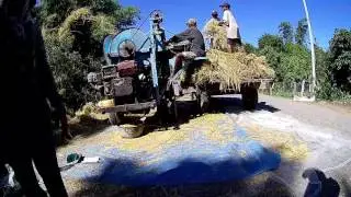 Cambodian Agriculture | Harvesting of Cambodian with machine