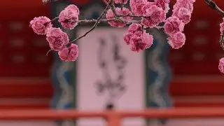 Spring music, spring, spring time, pour meditation, classical music for spring,Roses of spring.