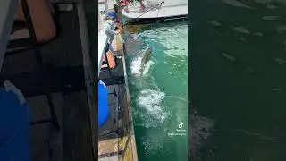 Tarpon Feeding in Key, West Florida | Slow Motion Fish