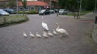 Zwanenpaar met zeven jongen in Waddinxveen