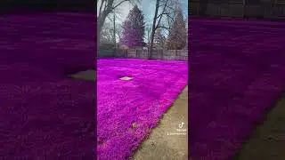 #purple #Grass #fake