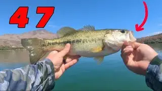We caught 47 bass at Apache Lake!