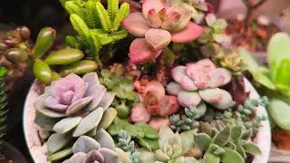 Сажаем садик из суккулентов