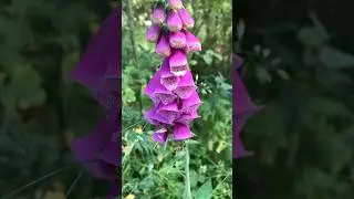 Enchanting Foxgloves: The Majesty of Digitalis Purpurea!