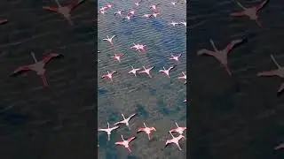 Exotic Flamingo video #flamingo #birds #unity