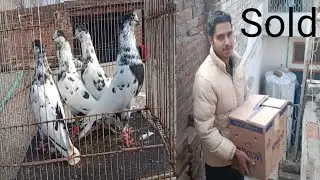 Birds Going To Shekhupura☝️Cargo Done🧡