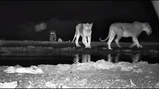 Lions drink water without seeing the impala calf carcass at ol Donyo Lodge Live - africam.com