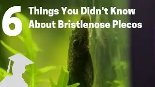 6 Things You Didn't Know About Bristlenose Plecos (Catfish, Ancistrus)