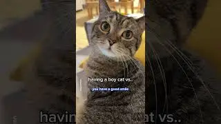 Мальчик-кот против девочки-кошки #шорты #кот #смешно