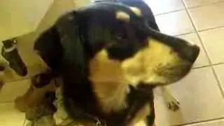 My Wonderful Dog.