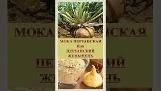 Мака перуанская или Перуанский женьшень или Клоповник Мейена (Lepidium meyenii) #зож #shorts