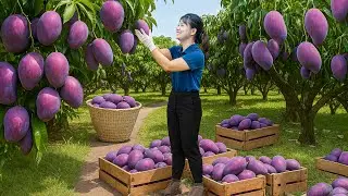 Harvesting Moscow Purple Mango to sell | Tropical Cooking - Classic Village Recipes